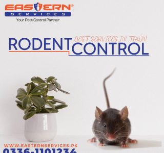 Rodent Control Services For Bakery in Islamabad