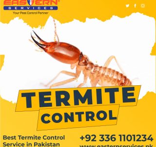 Termite Solution in Murree Hotel