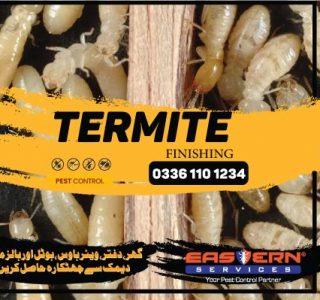Termite Finishing in Pakistan