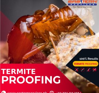 Best Termite Proofing Services