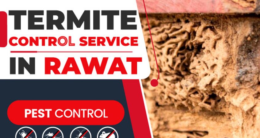Termite Solution In Rawat Mandra