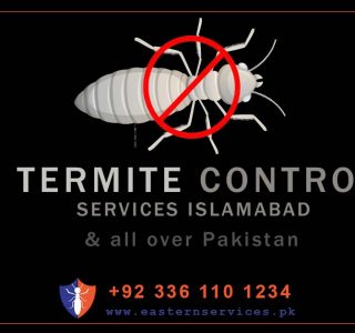 Termite control in Islamabad