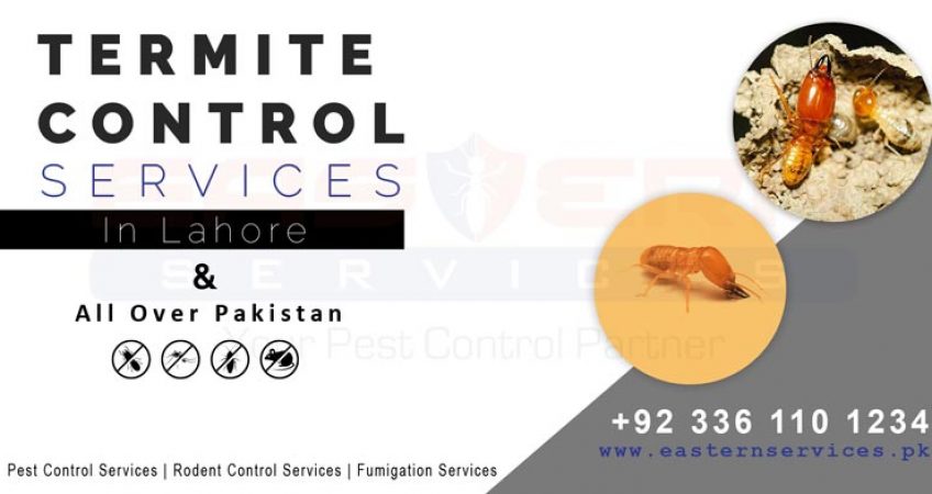 best Termite control in Lahore