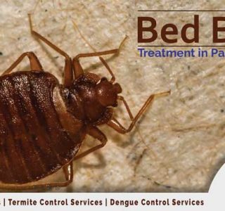bedbug control services