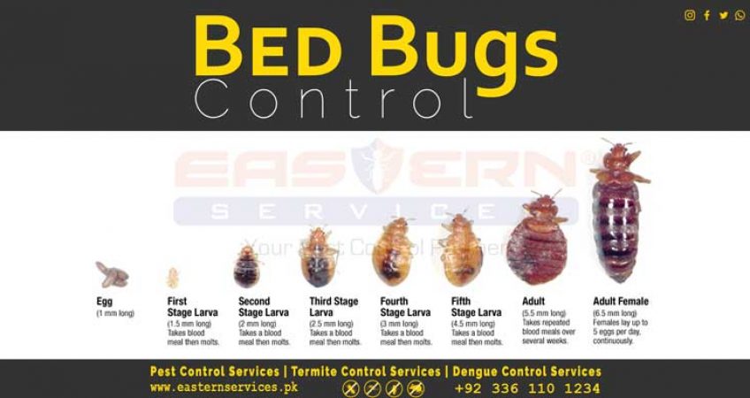 Bedbugs Pest Control Services