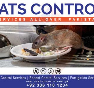 best rats control services in Pakistan