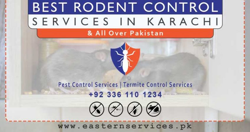 best rodent control services Karachi