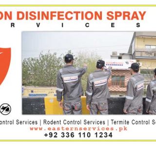 Best termite control services in Islamabad