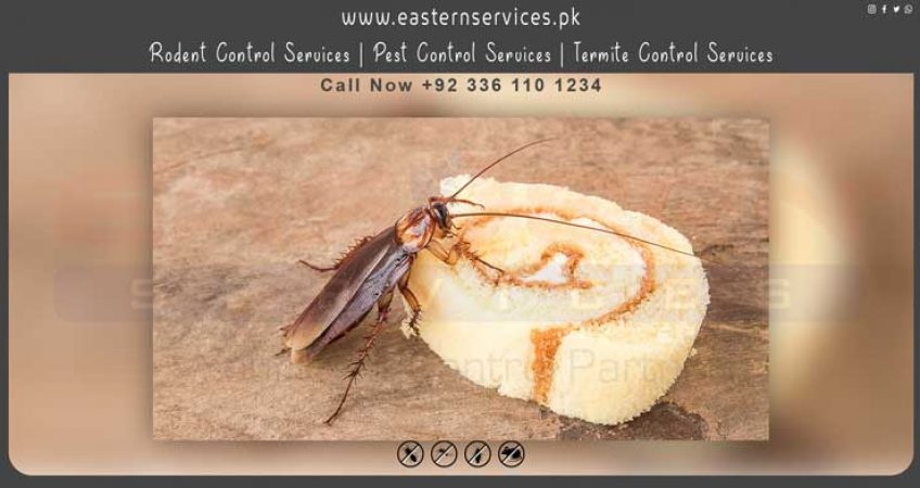 best cockroach control home remedies