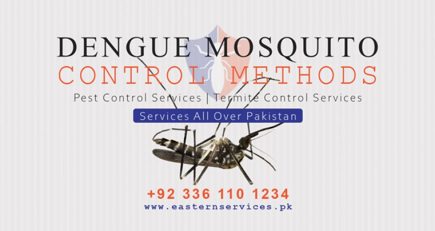 dengue mosquito control methods & services