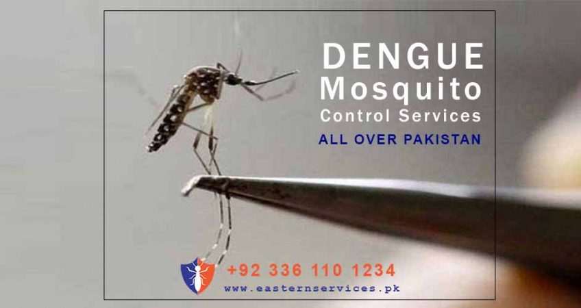 dengue mosquito control services Islamabad