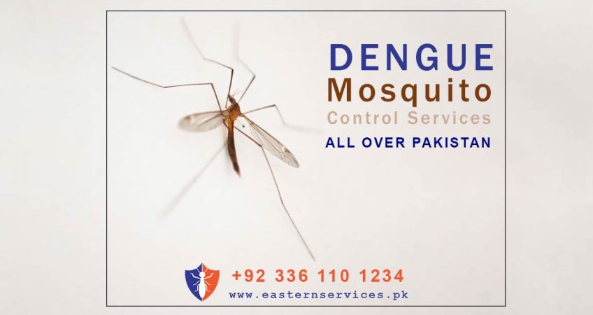 best dengue mosquito control services
