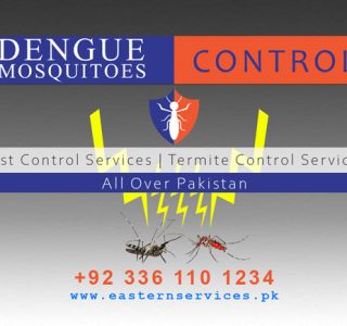 dengue mosquitoes control