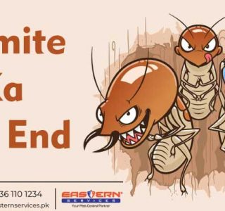 Termite Fumigation Services