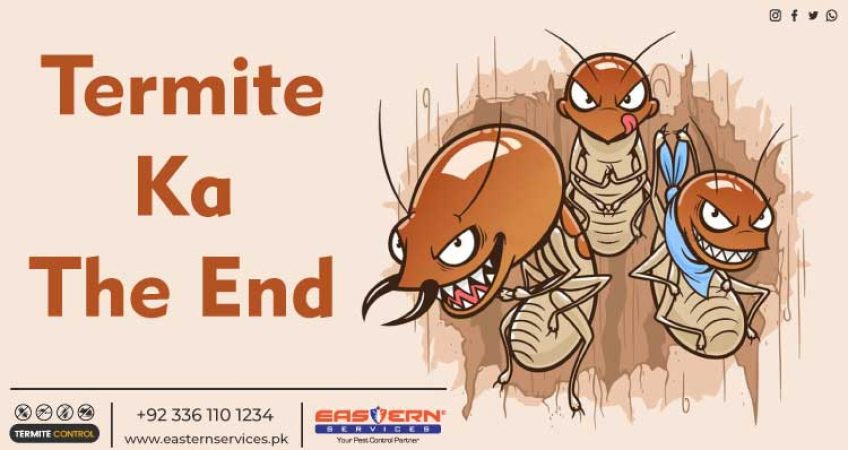 Termite Fumigation Services
