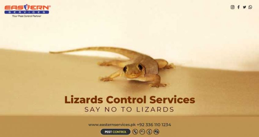lizard Control Services in Pakistan
