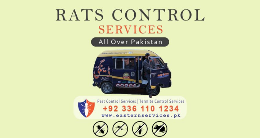 Rats control services in Islamabad