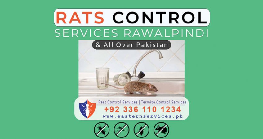 Rats Control Services in Rawalpindi