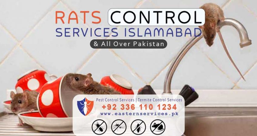 Rats control services in Islamabad & all over Pakistan