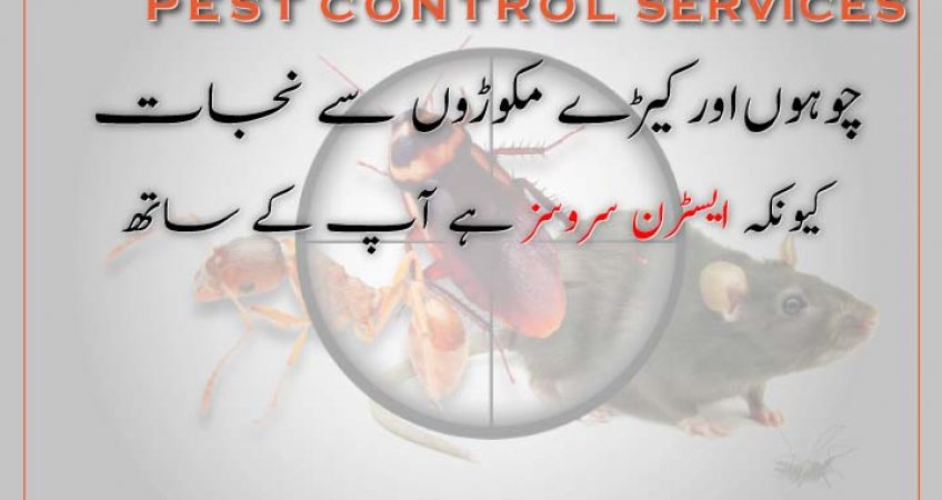 best mosquitoes control services in Karachi