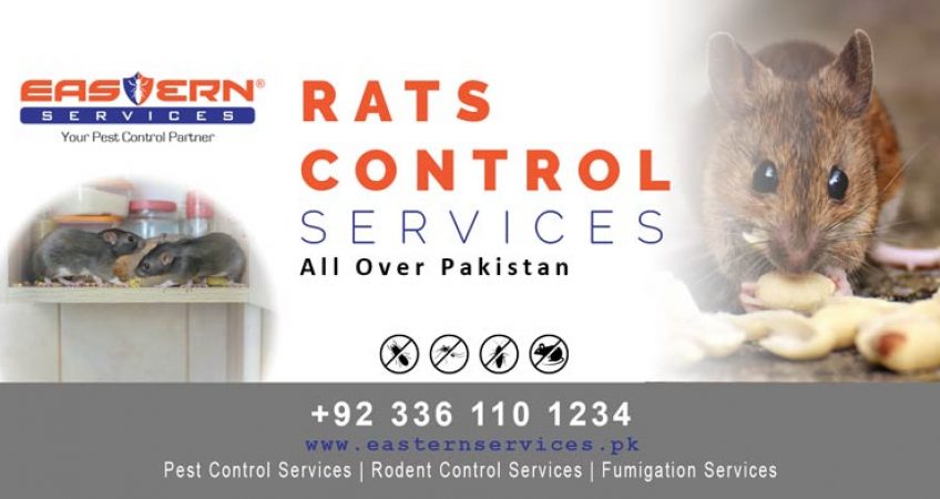 best rat control methods