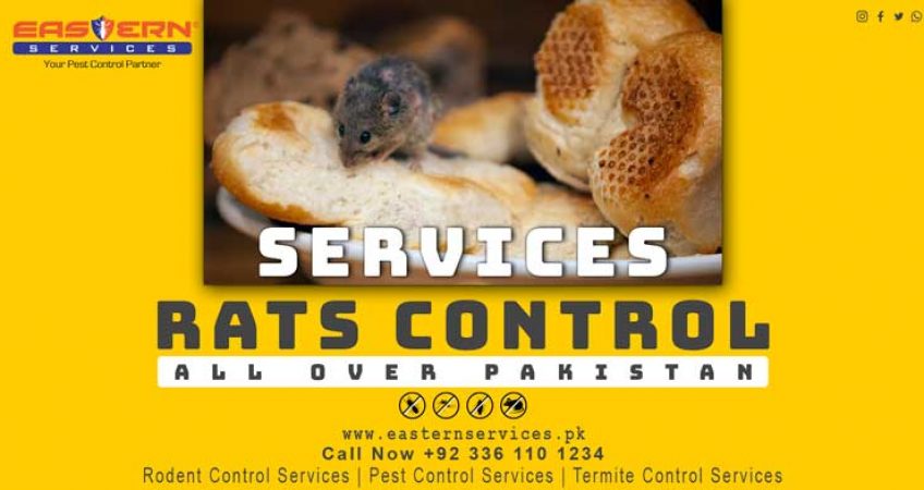 rat control services near me