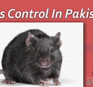 best rats control in Islamabad