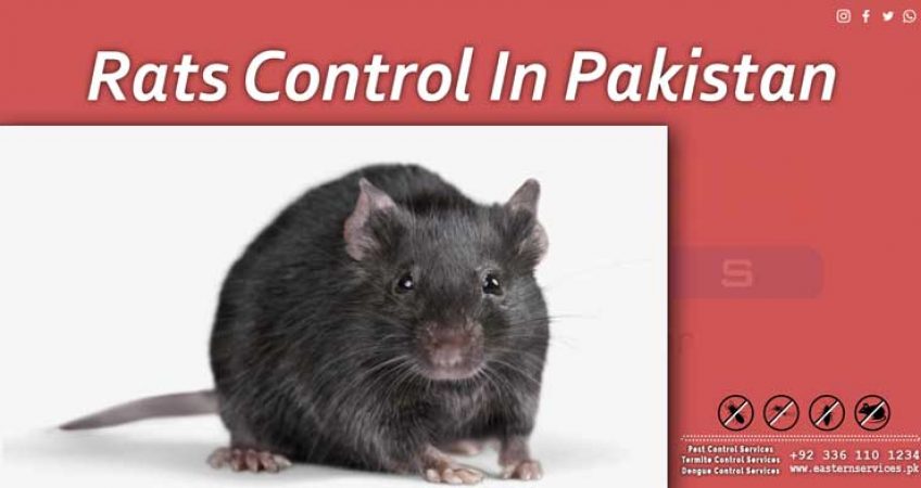 best rats control in Islamabad
