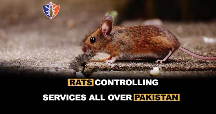 rats controlling services