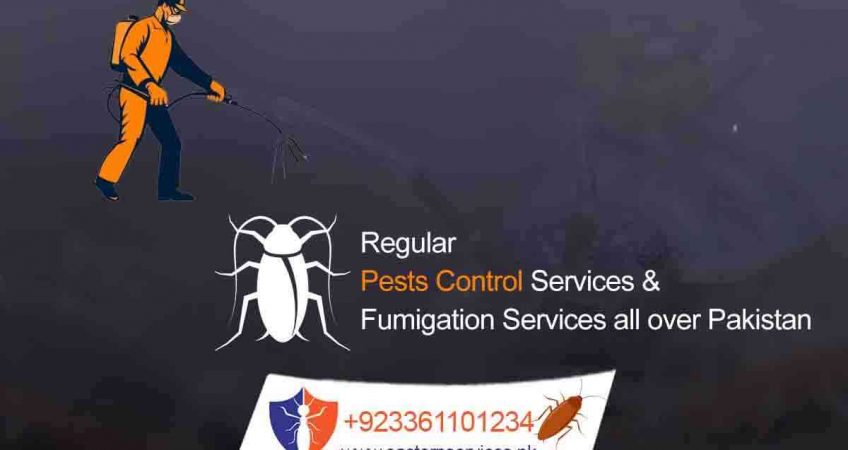 regular pest control services in pakistan