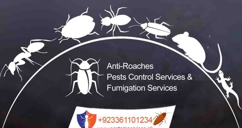 best roaches control services Pakistan