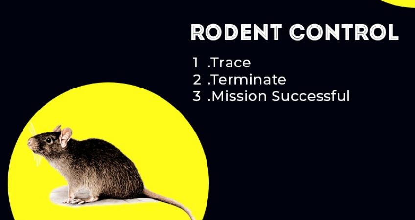 Rodent Control Services