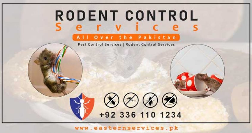 Rodents Control Services