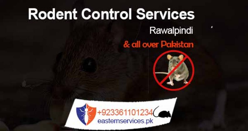 odent control services in islamabad