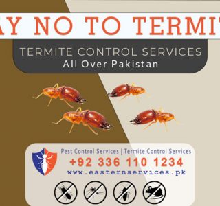 say no to termite