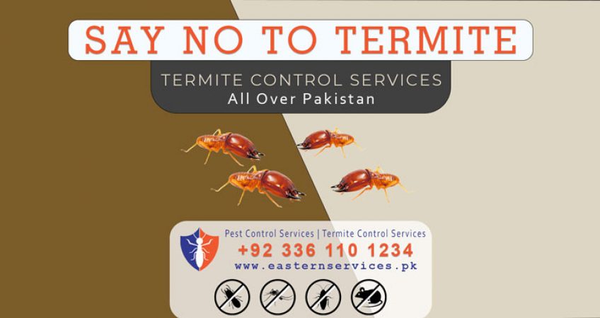 say no to termite