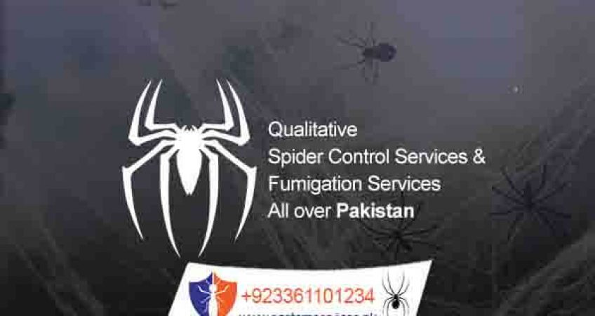 spider control services in rawalpindi islamabad & all over Pakistan