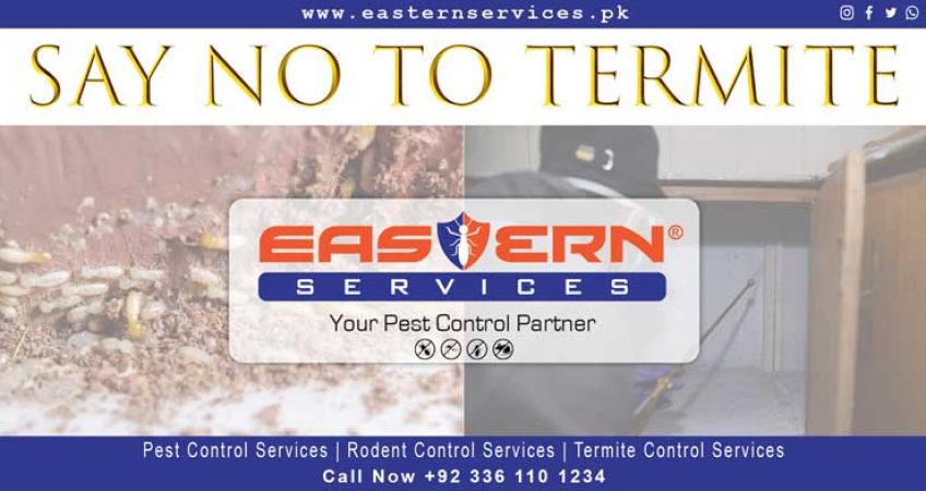 best termite control Islamabad