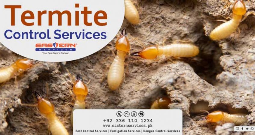 termite proofing services