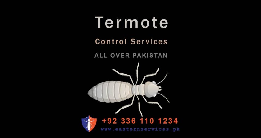 best termite control services Punjab