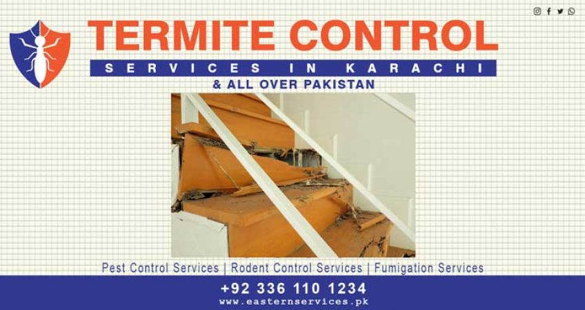 termite control services in Karachi