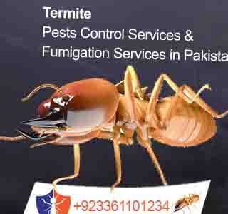 Termite House Tenting Services