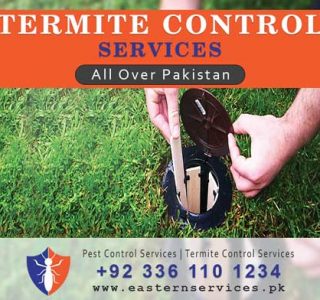best termites control services