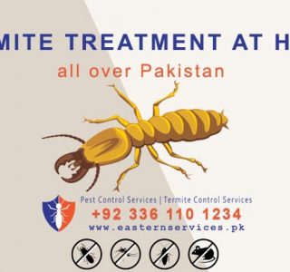 termites treatment at homes